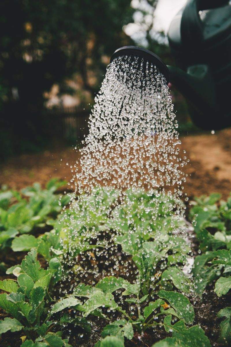 定期巡回による植栽メンテナンス